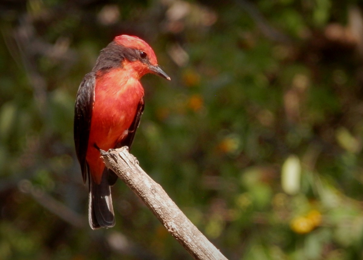 Vermilion Flycatcher - ML177205851