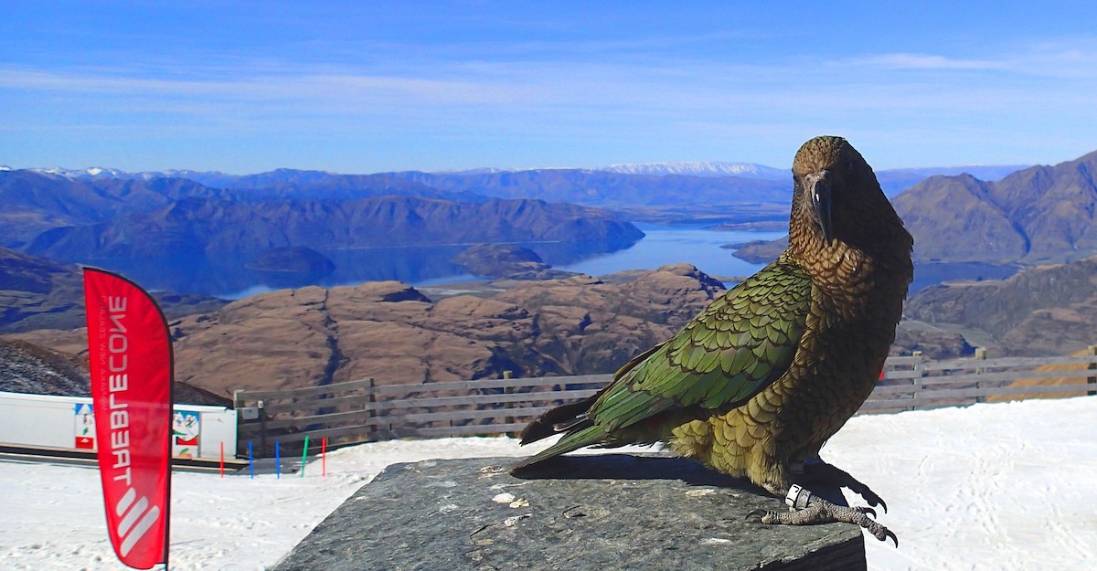 Kea - ML177206261