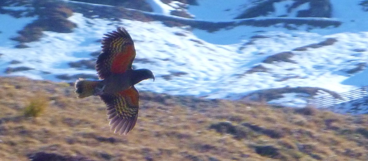 Kea - ML177206971