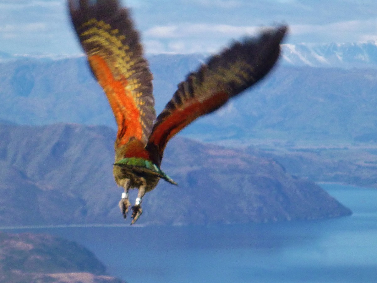Kea - ML177206981