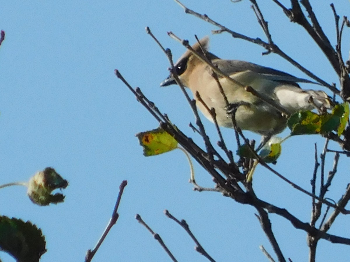 Cedar Waxwing - ML177208481