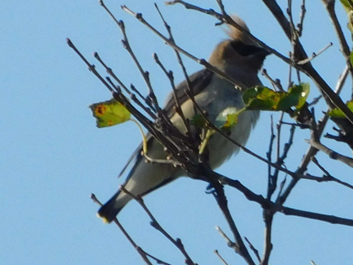 Cedar Waxwing - ML177208491