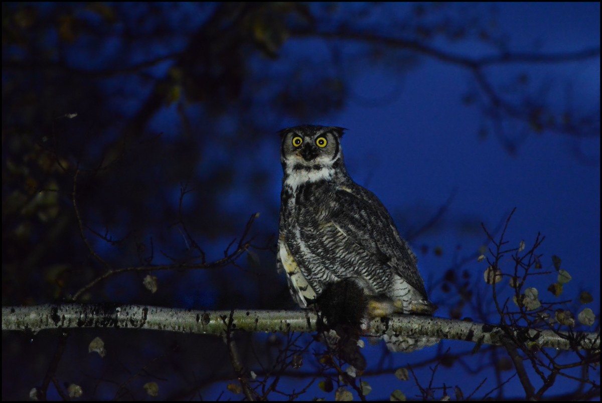 Great Horned Owl - ML177208961