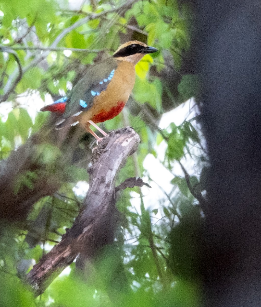 African Pitta - ML177209681