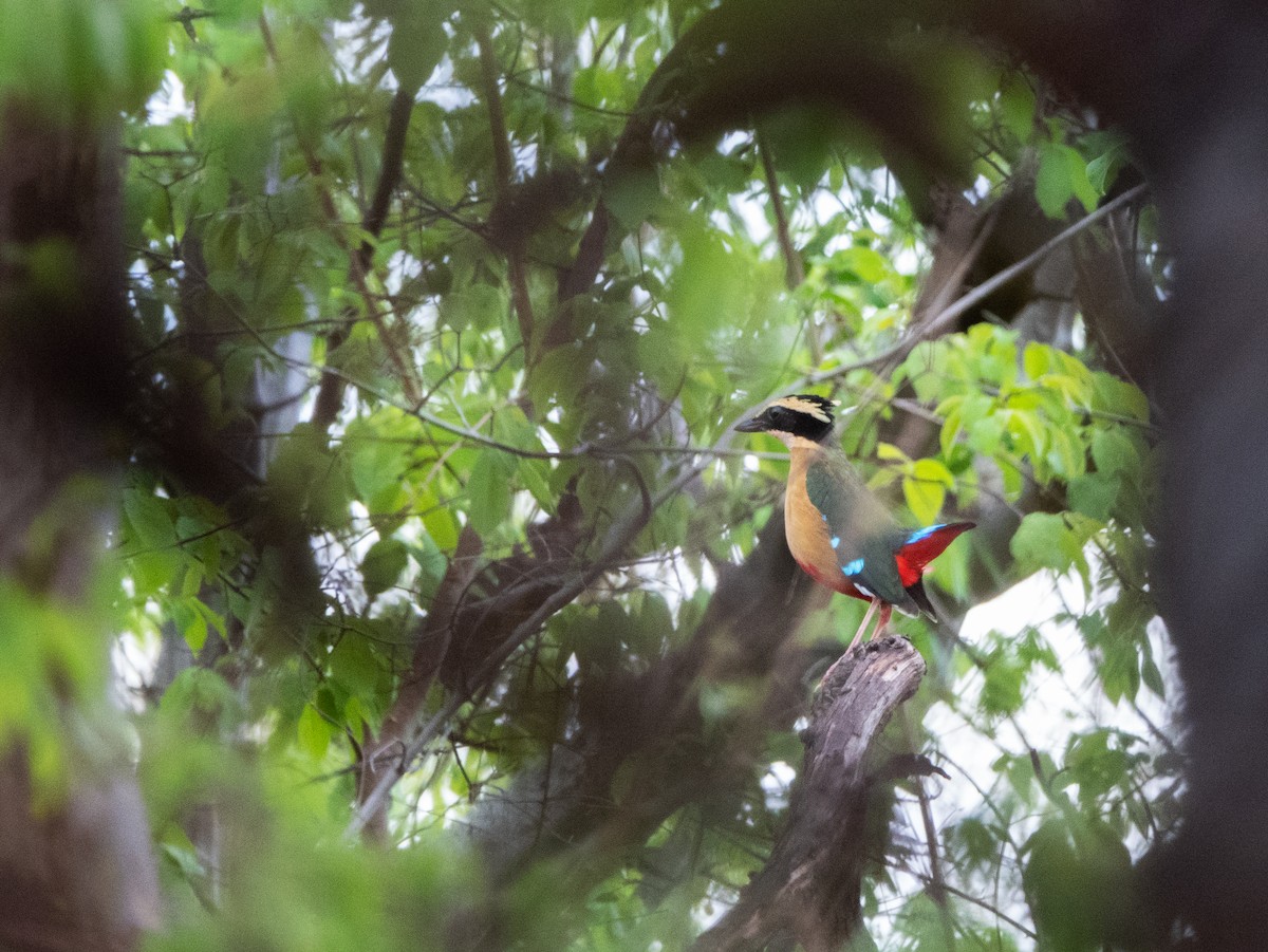 African Pitta - Simon Gorta