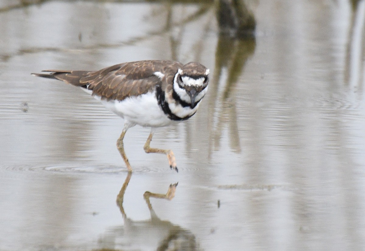 Killdeer - ML177210611