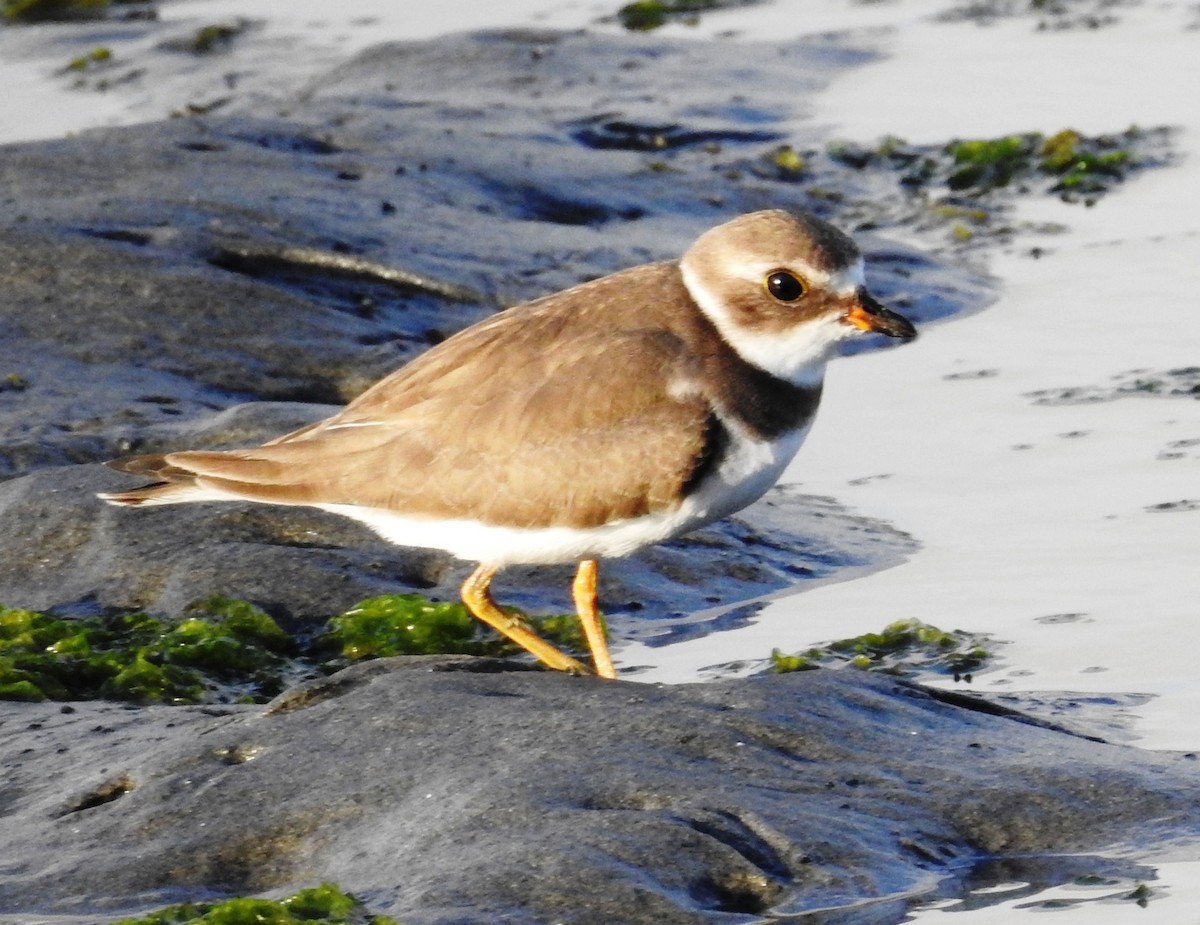 Semipalmated Plover - Mark  Ludwick