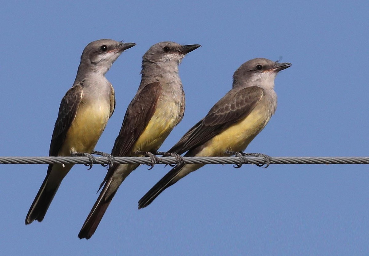 Western Kingbird - ML177211941