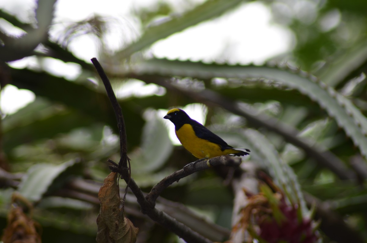 Scrub Euphonia - ML177216371