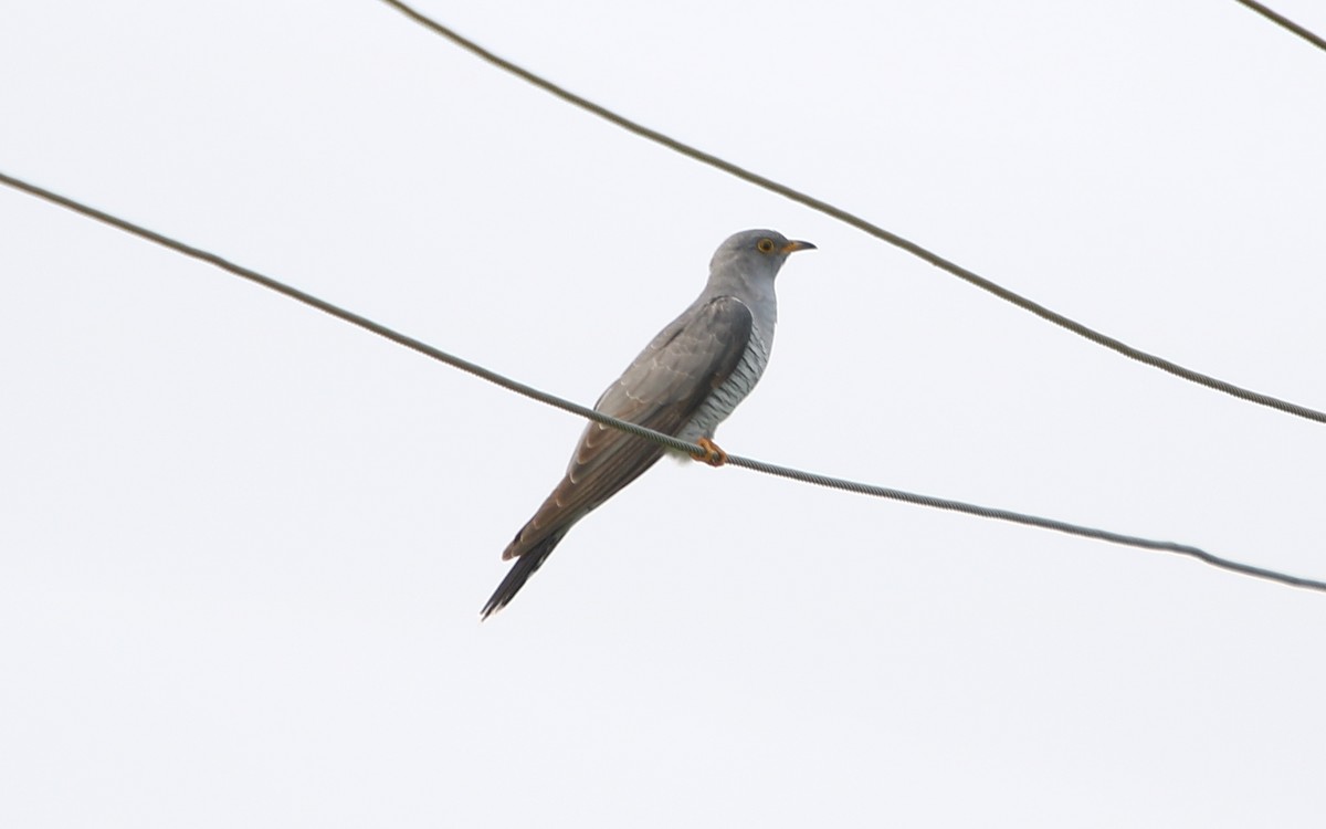 Common Cuckoo - ML177216381