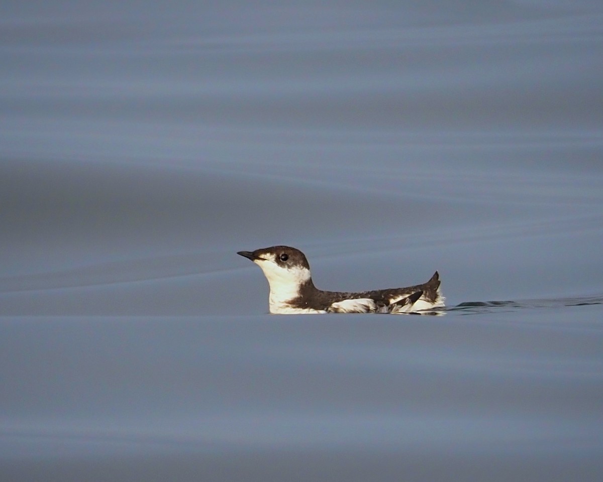 Guillemot marbré - ML177217861