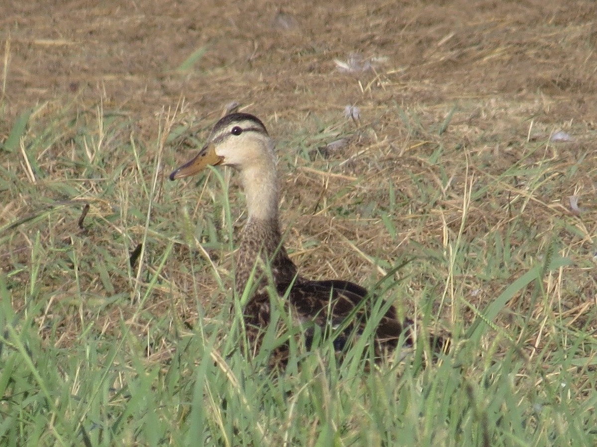 Canard brun - ML177218361