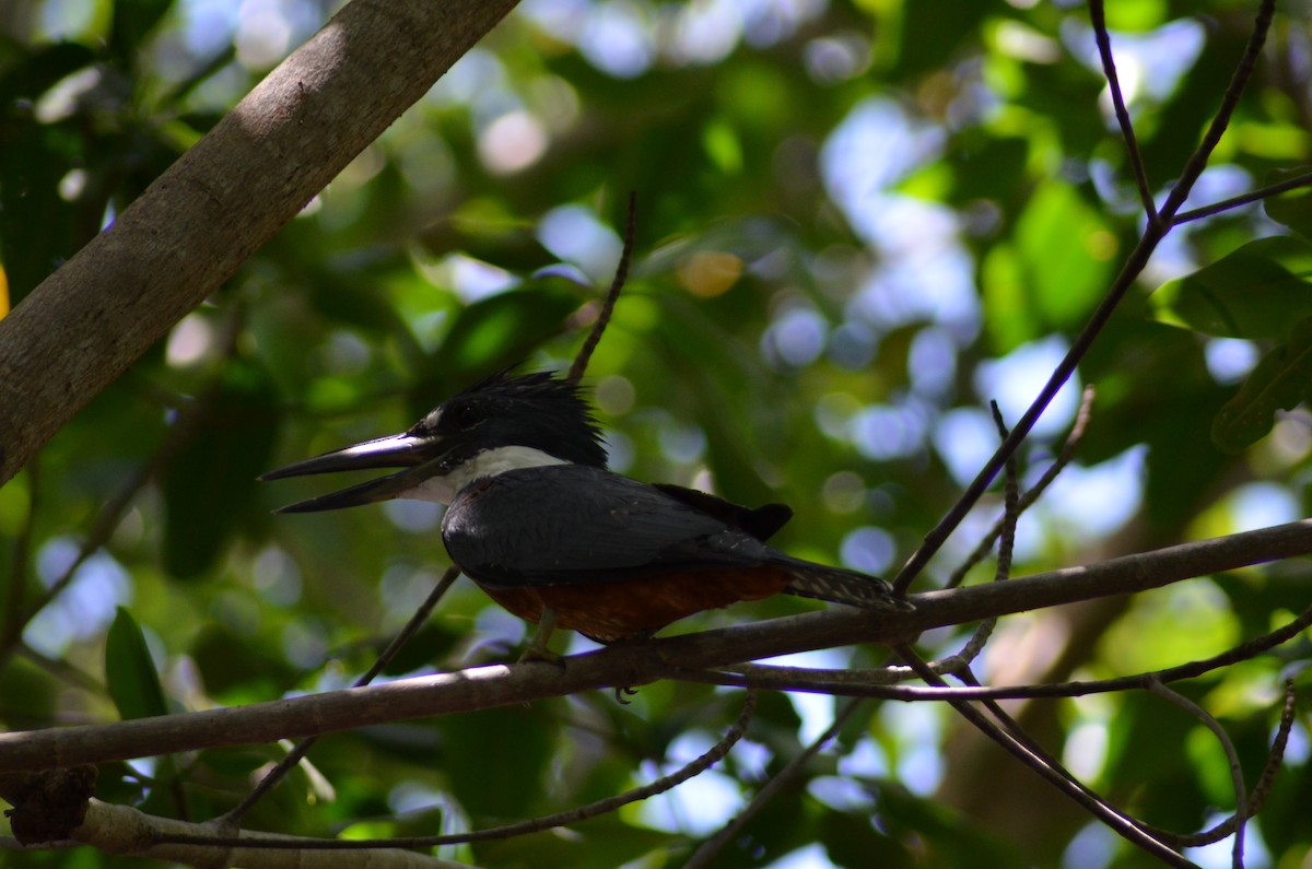 Ringed Kingfisher - ML177220641