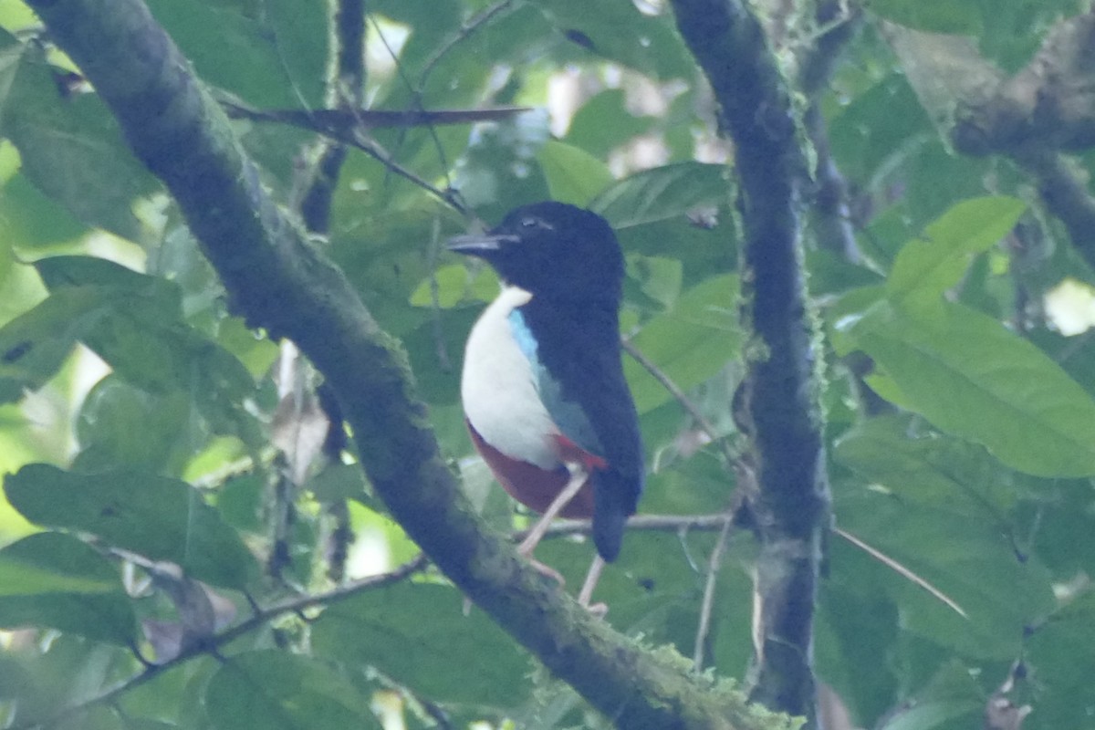 Ivory-breasted Pitta - ML177220861