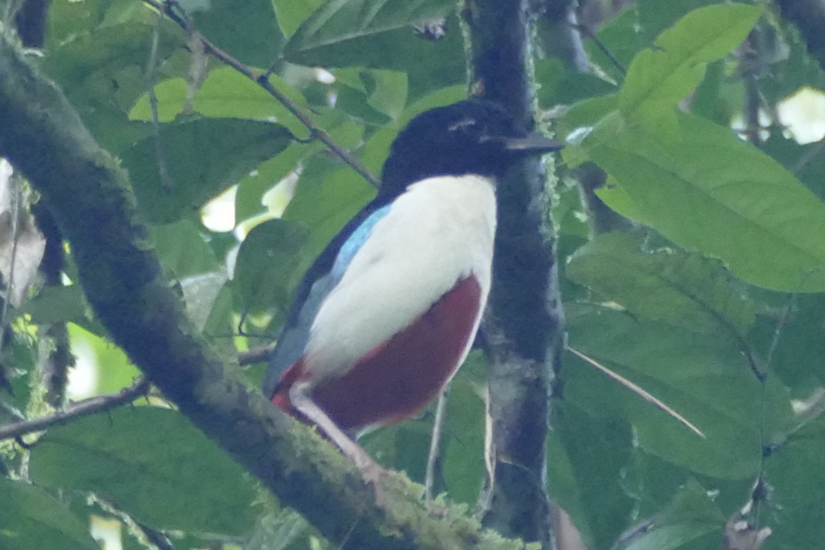 Ivory-breasted Pitta - ML177220871