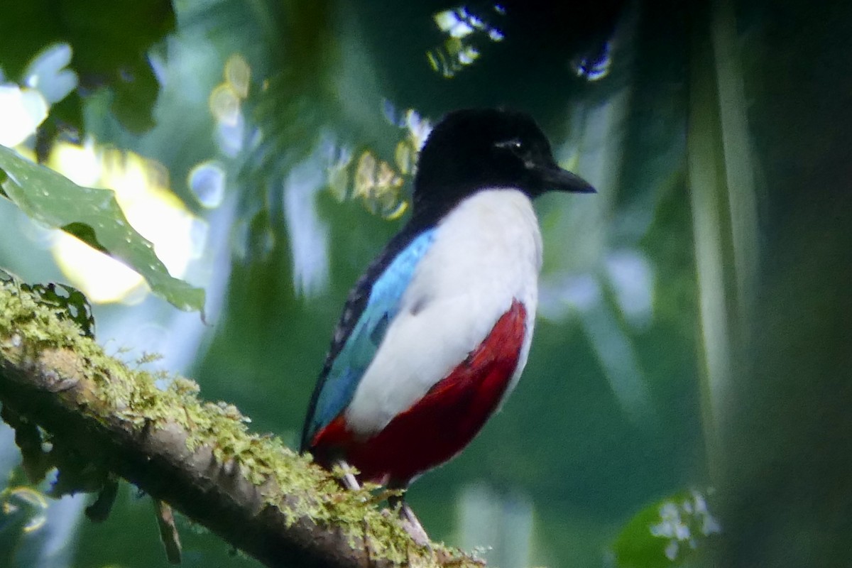 Ivory-breasted Pitta - ML177220881