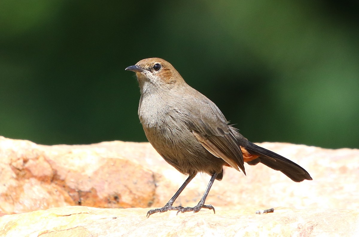 Indian Robin - ML177221261