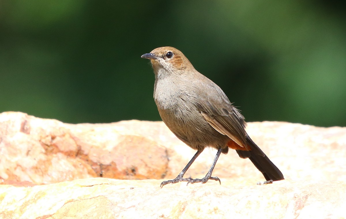 Indian Robin - Bhaarat Vyas