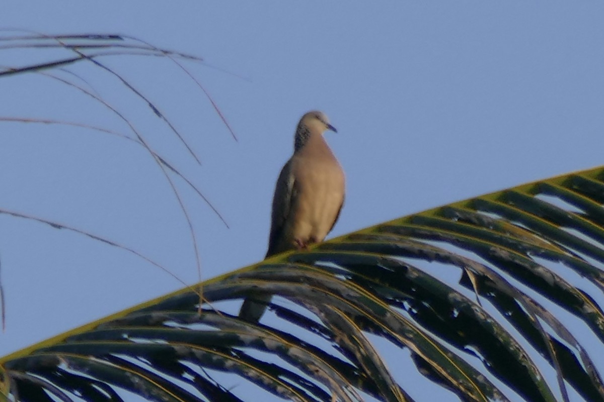 Spotted Dove - ML177221721