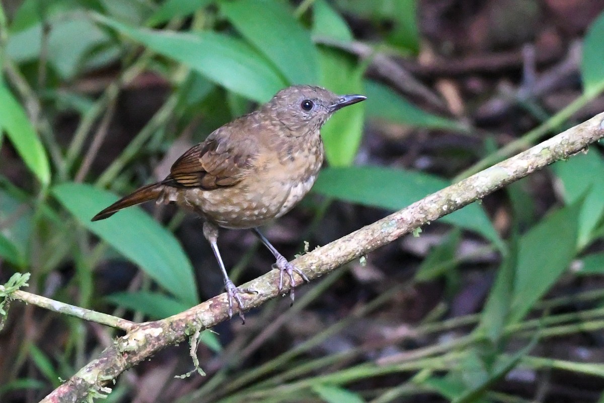 Hauxwell's Thrush - ML177222081