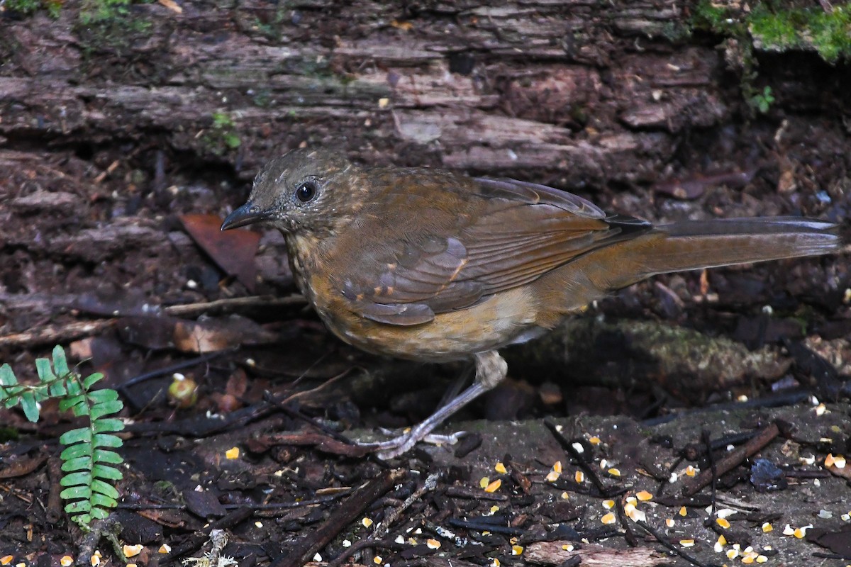 Hauxwell's Thrush - ML177222181