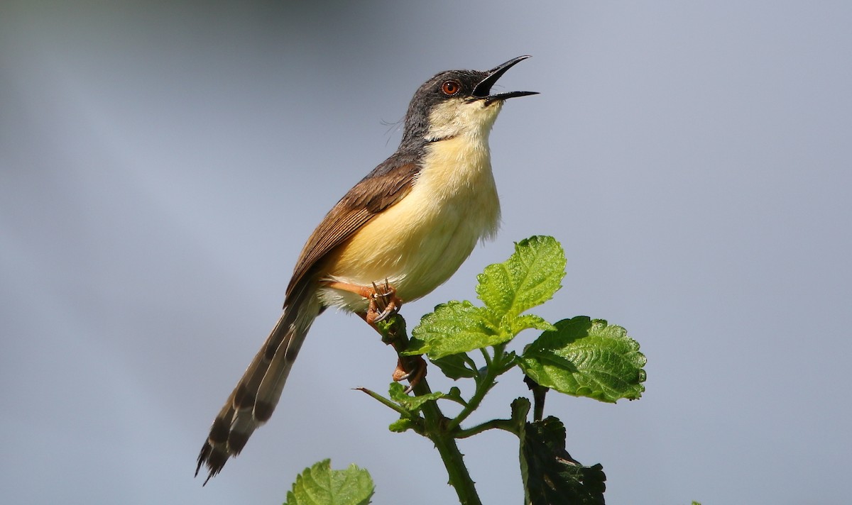 Ashy Prinia - Bhaarat Vyas