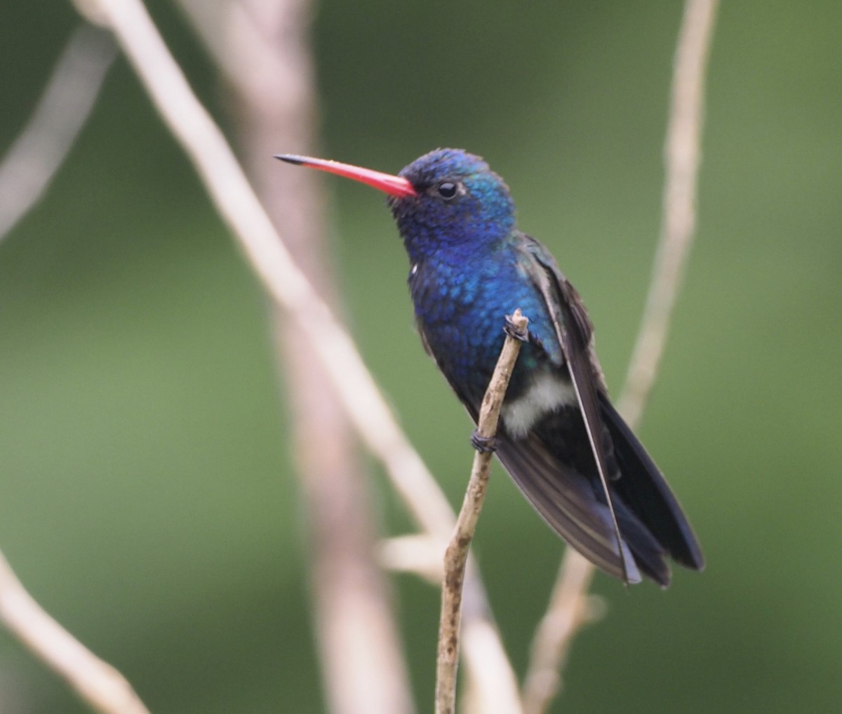 Turquoise-crowned Hummingbird - ML177222221