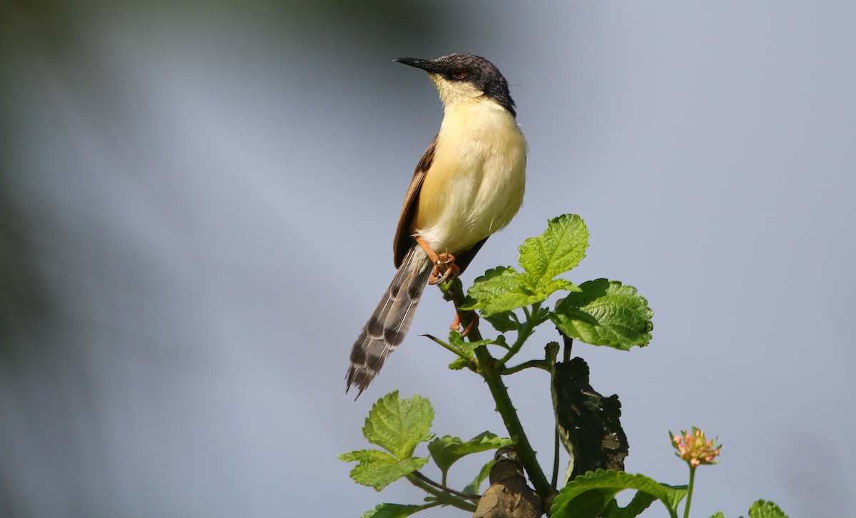 Ashy Prinia - Bhaarat Vyas