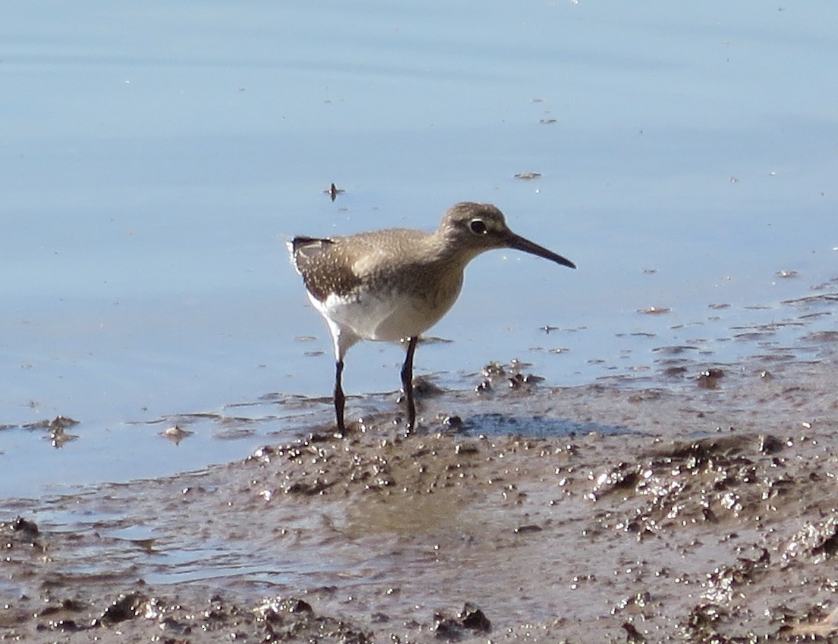 Solitary Sandpiper - ML177222301