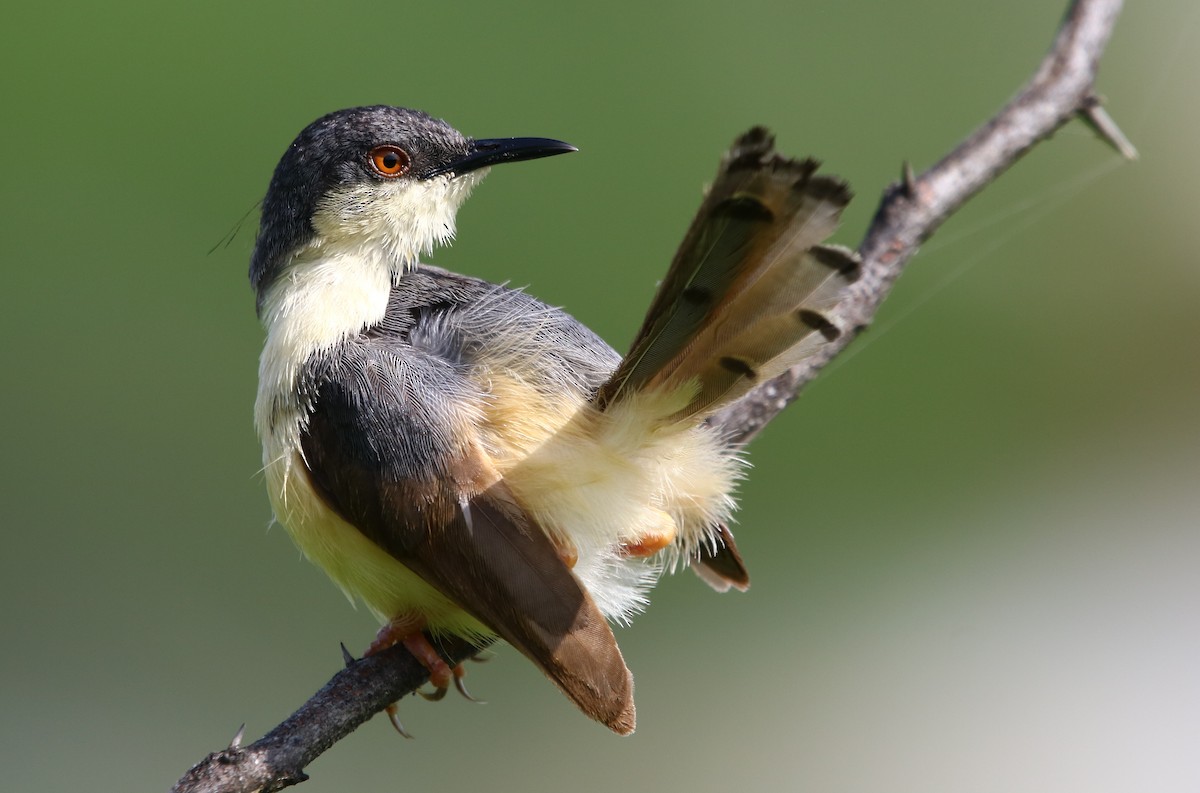 Ashy Prinia - ML177222431