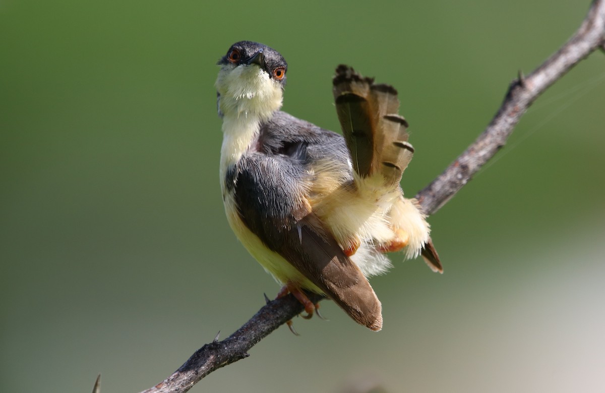 Ashy Prinia - ML177222461