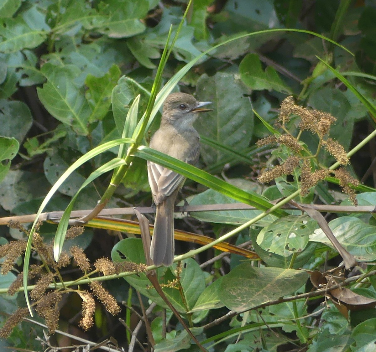 Short-crested Flycatcher - Robin Duska