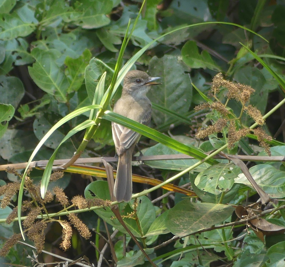 Short-crested Flycatcher - ML177222561