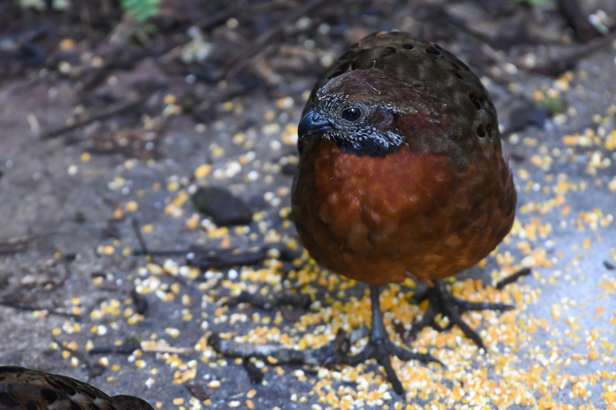 Rufous-breasted Wood-Quail - Ben Sanders