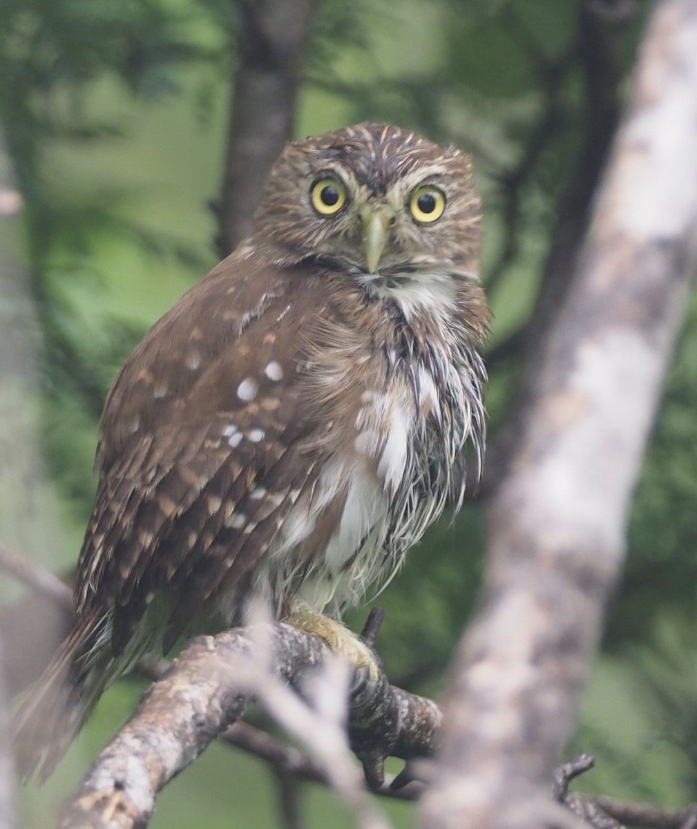 Ferruginous Pygmy-Owl (Ferruginous) - ML177222851