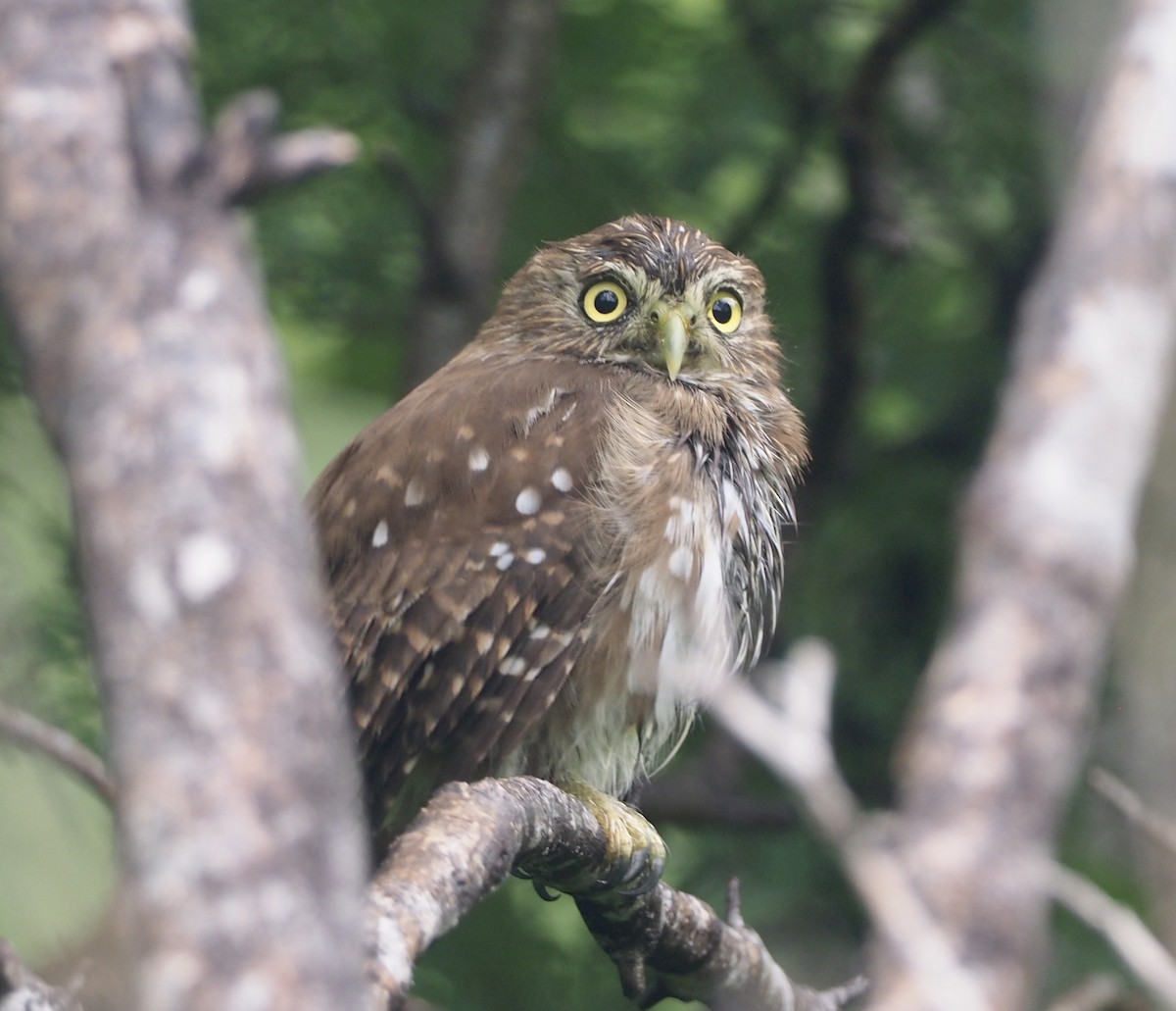 Ferruginous Pygmy-Owl (Ferruginous) - ML177222881