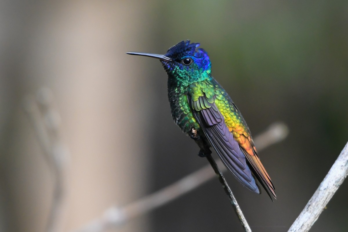 Golden-tailed Sapphire - Ben Sanders