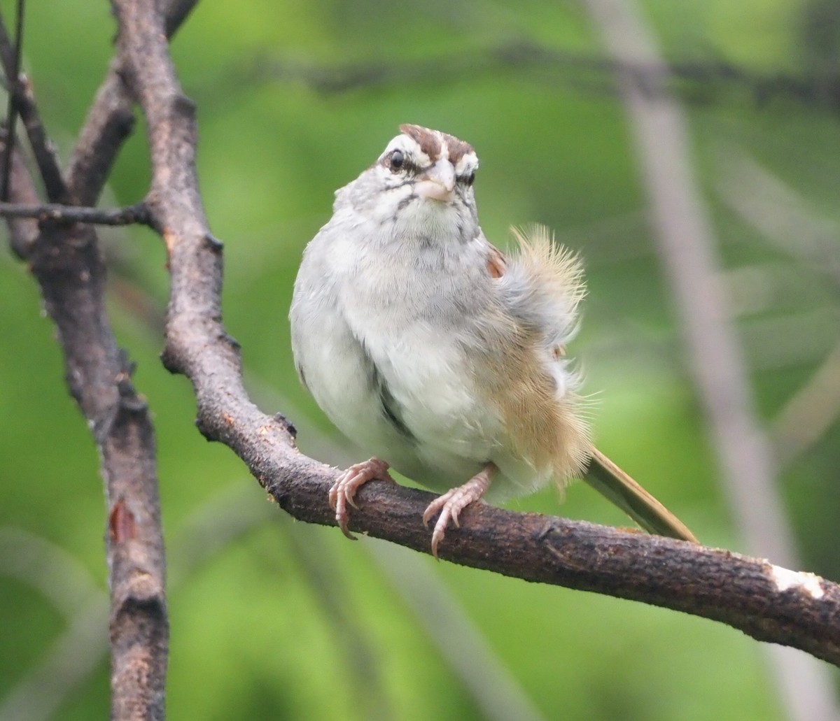 Cinnamon-tailed Sparrow - ML177223601