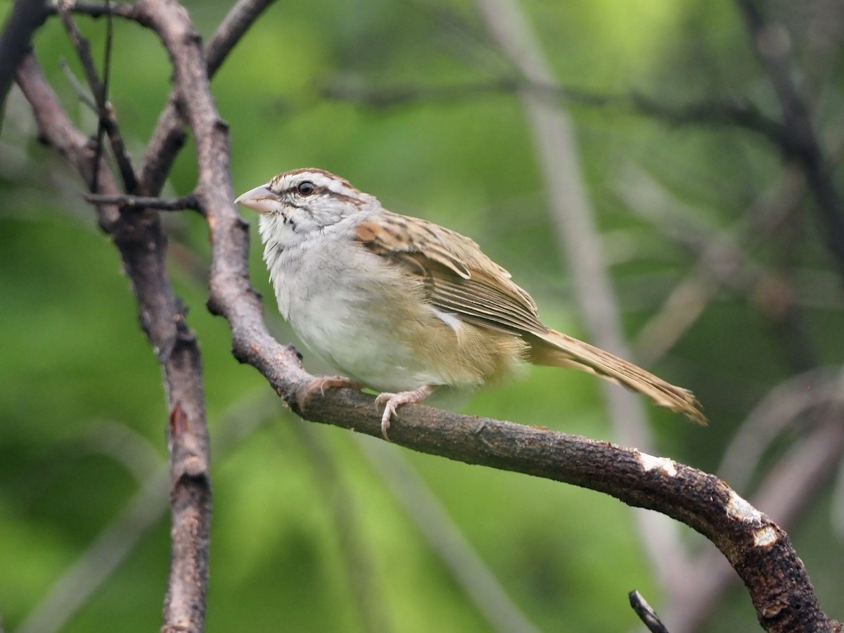 Cinnamon-tailed Sparrow - ML177223611