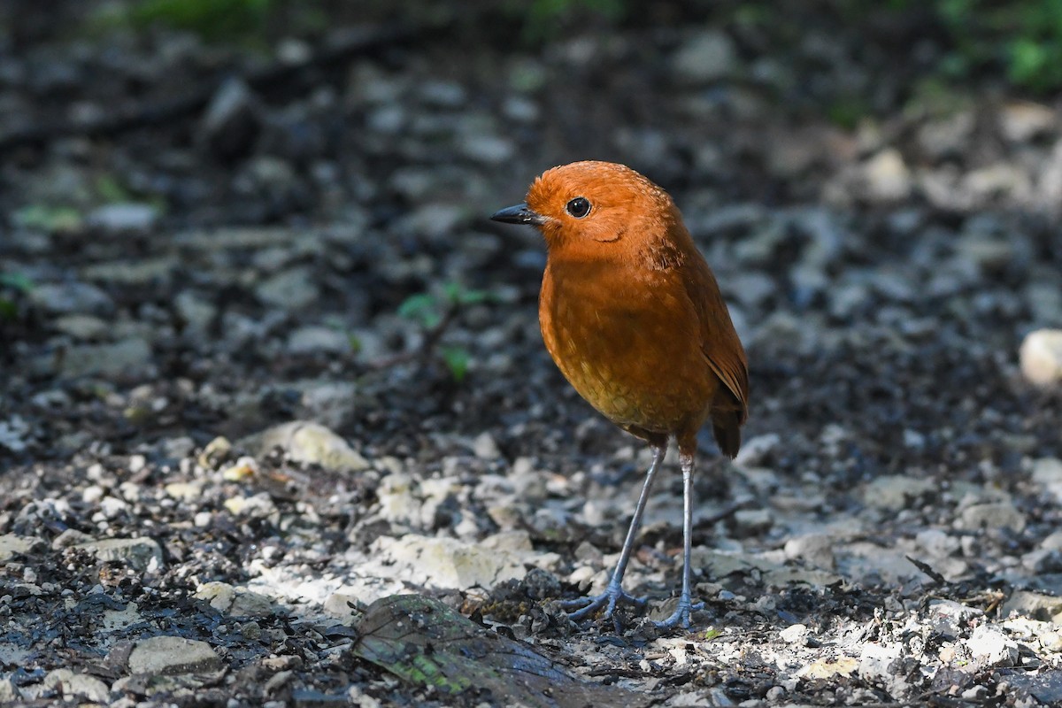 Chestnut Antpitta - Ben Sanders