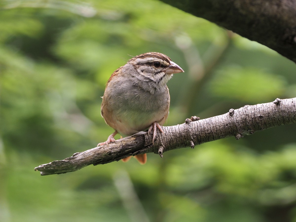 Cinnamon-tailed Sparrow - ML177223631