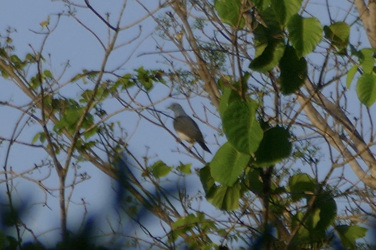 Gray Imperial-Pigeon - ML177223881