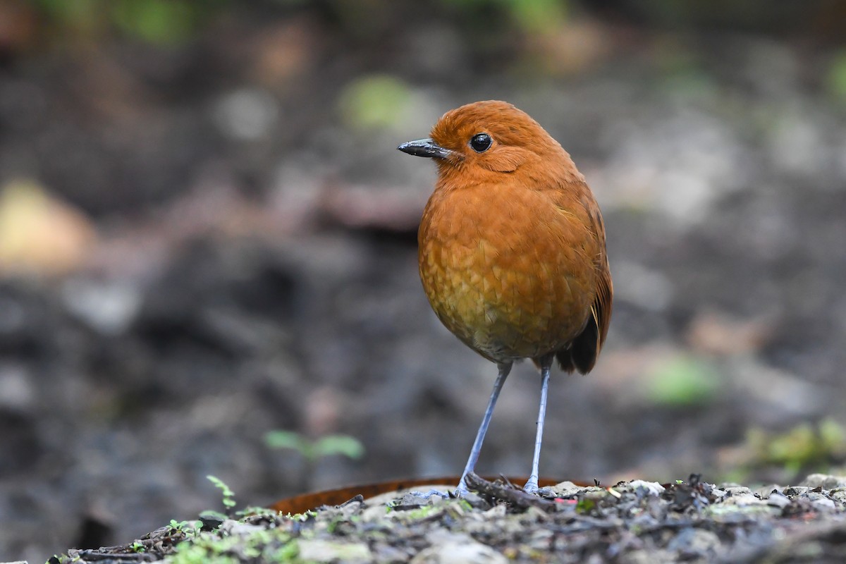 Chestnut Antpitta - Ben Sanders