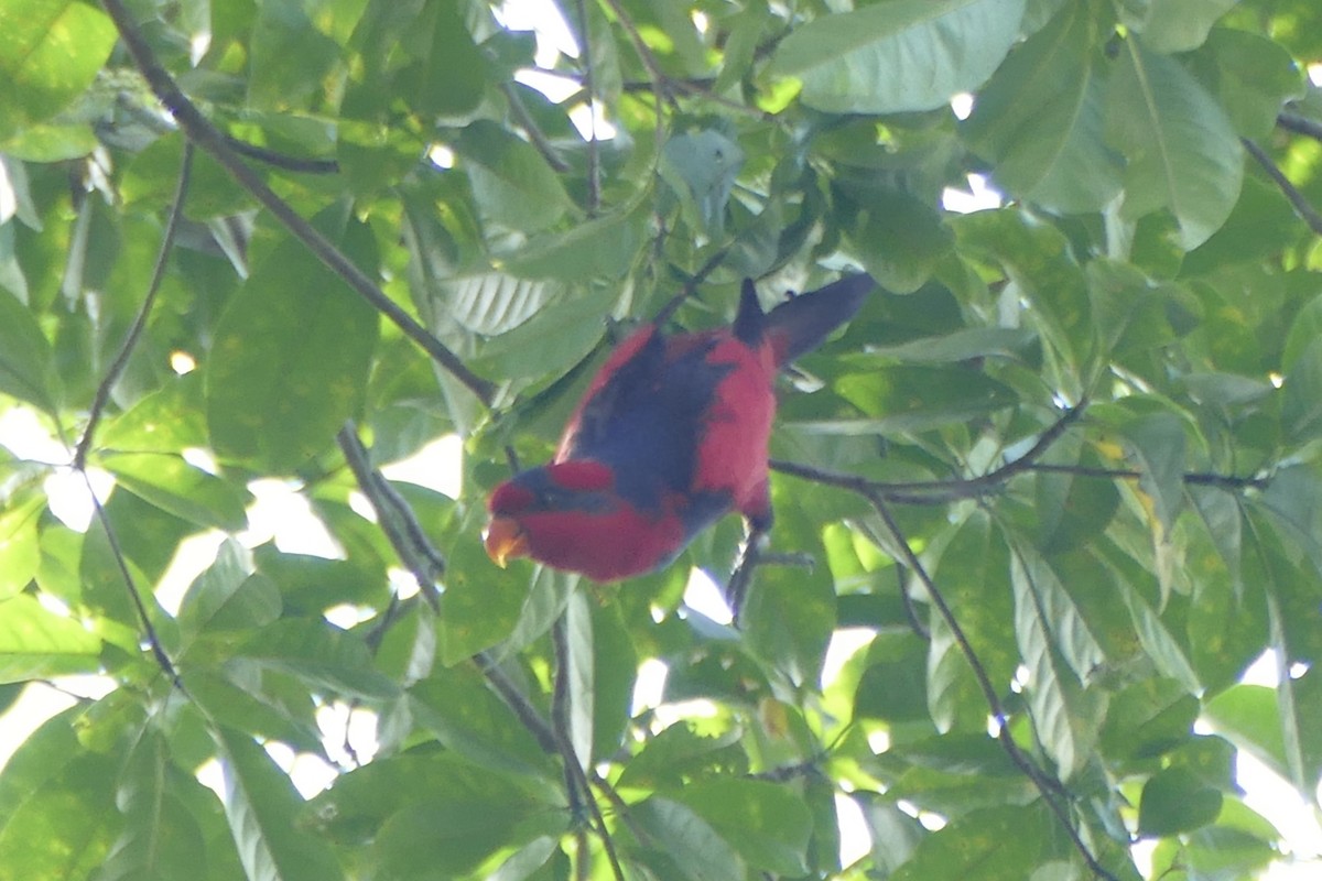 Red-and-blue Lory - Peter Kaestner