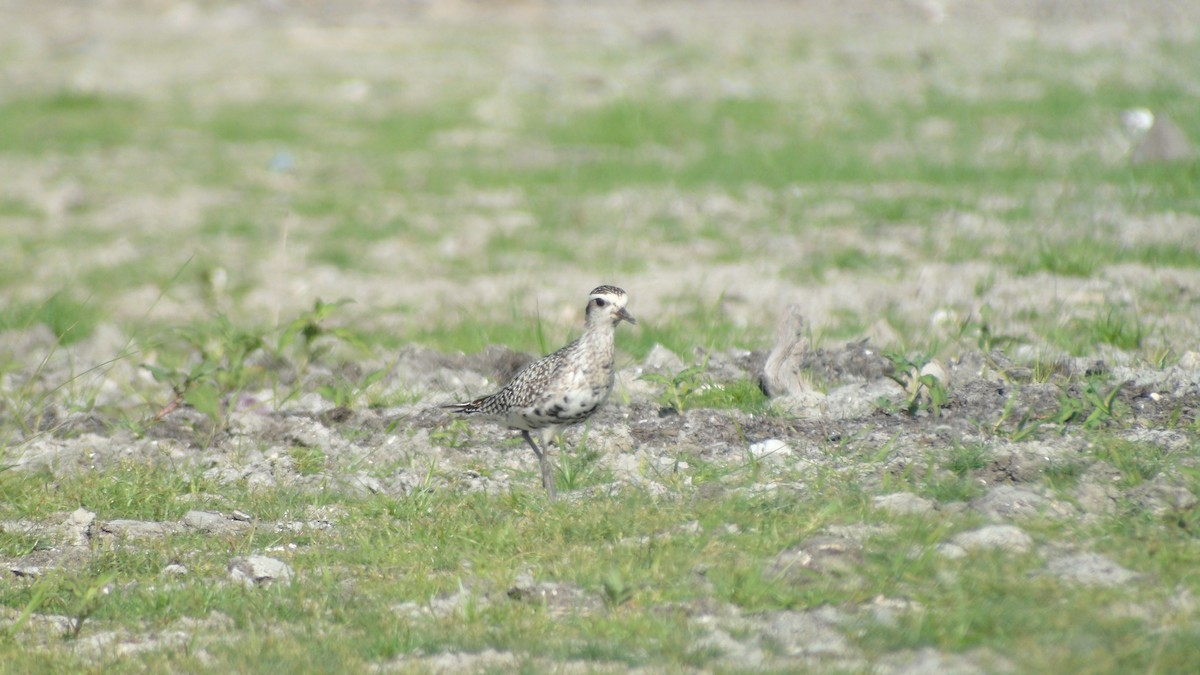 Pacific Golden-Plover - ML177224161