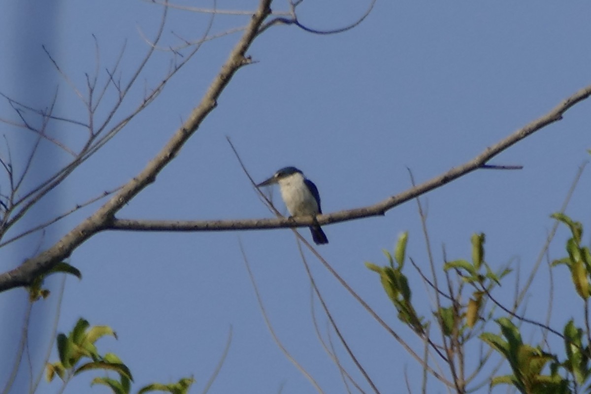 Talaud Kingfisher - ML177224621