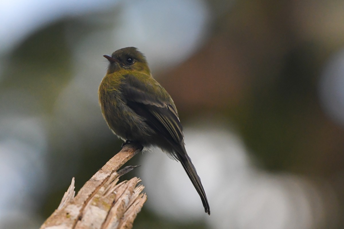 Olive Flycatcher - Ben Sanders