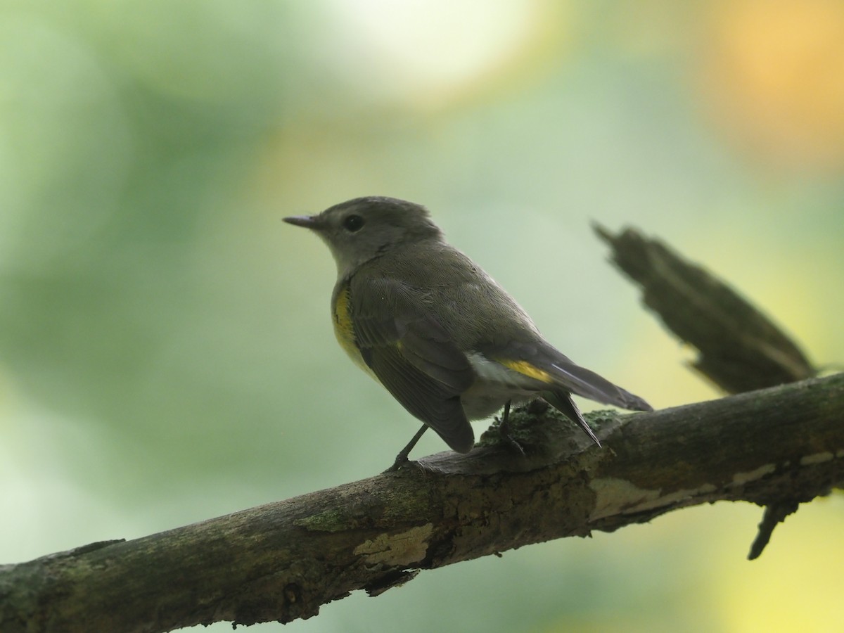 American Redstart - ML177225071
