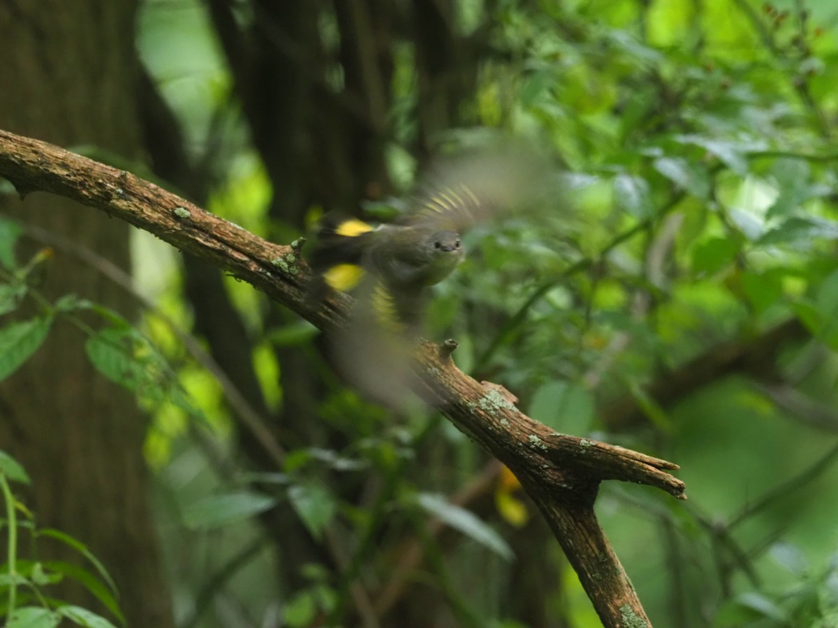 American Redstart - ML177225101