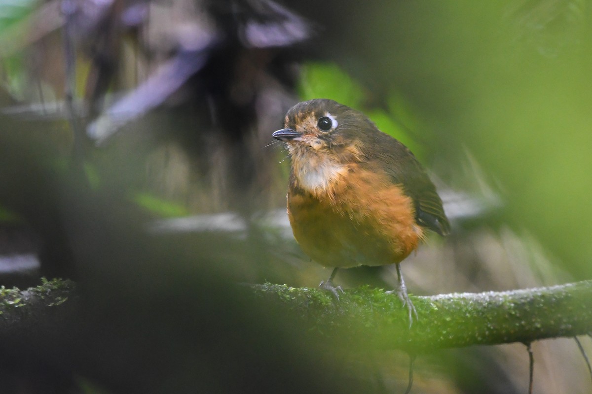 Leymebamba Antpitta - Ben Sanders